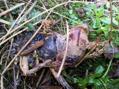 Dead_frog_2