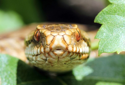 Stunning_female_adder