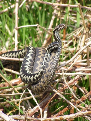 Adders in combat © Jon Cranfield