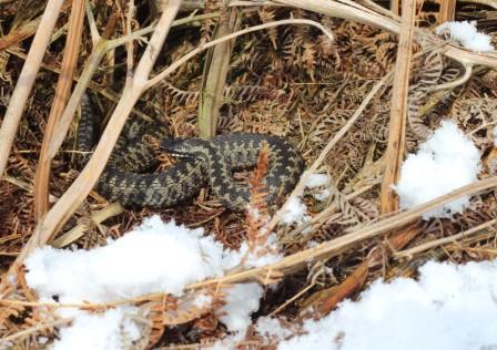 adders in the snow Derbyshire 2013 copyright Tracy Farrer