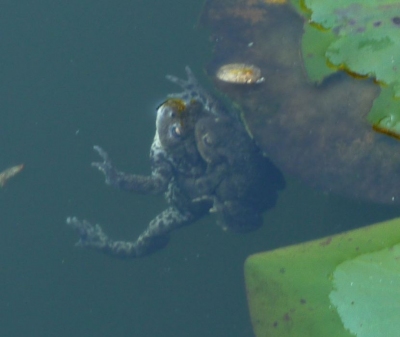 toads_in_amplexus