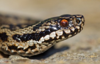 Adder copyright Neil Phillips