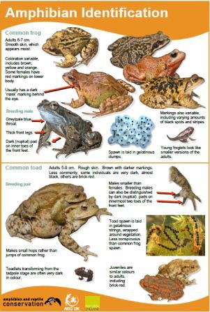 Amphibian ID guide 2014 - for website