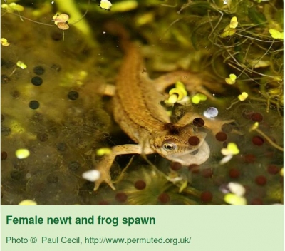 Female_Newt_PC_News