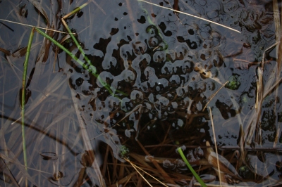 Frog_spawn