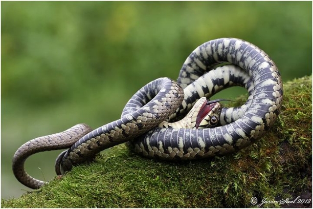 Grass Snake .UK Native. Playing dead, A Grass Snake defence…