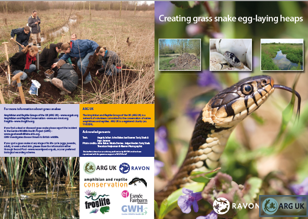 Grass snake leaflet thumbnail