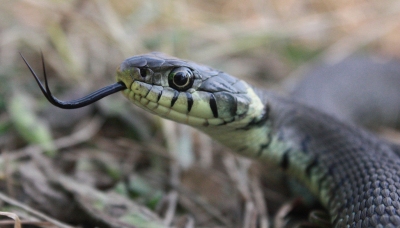 Grass_snake_scotland