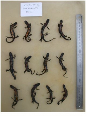 Great_crested_newts_from_the_car_park_treated_with_road_salt__Katie_Colvile_Zoological_Society_of_London