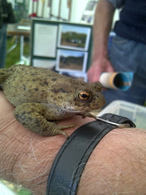 Common toad RSPB Wild Outdoors Day 2011