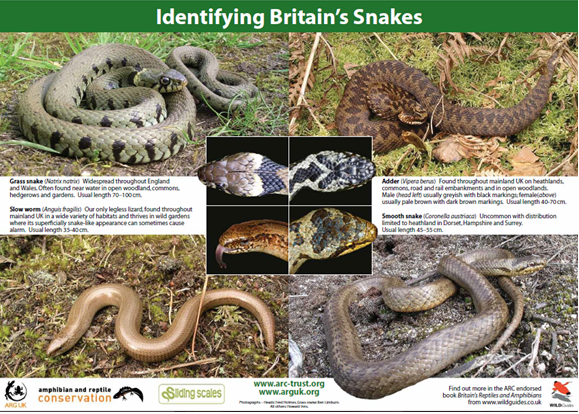 Identify Britians snakes - ARC poster