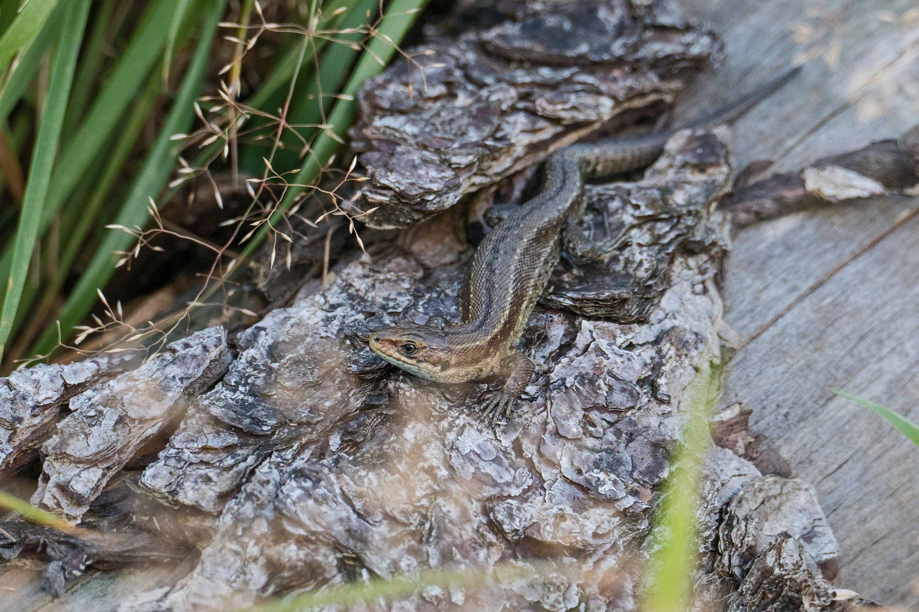 Common lizard Glendesha P McErlean