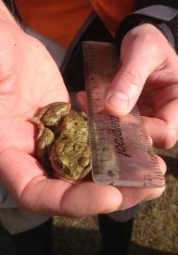 OxARg toad measuring 2 A Julian