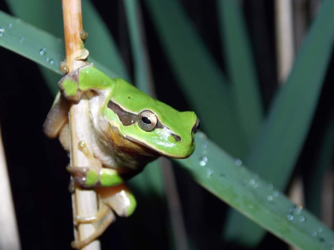 European tree frog (Hyla arborea) copyright Tariq Stark