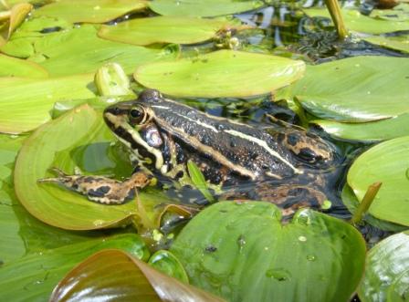 Pool Frog copyright John Baker for website