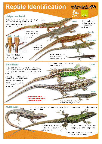 Reptile guide 2016 - ID guide