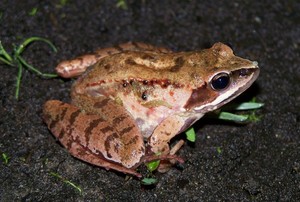 Agile Frog Durrell Wildlife Conservation Trust