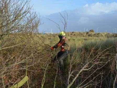 Sefton coast scrub work Dec 13 clearing scrub