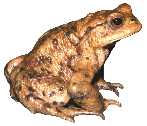 Sitting toad for logo