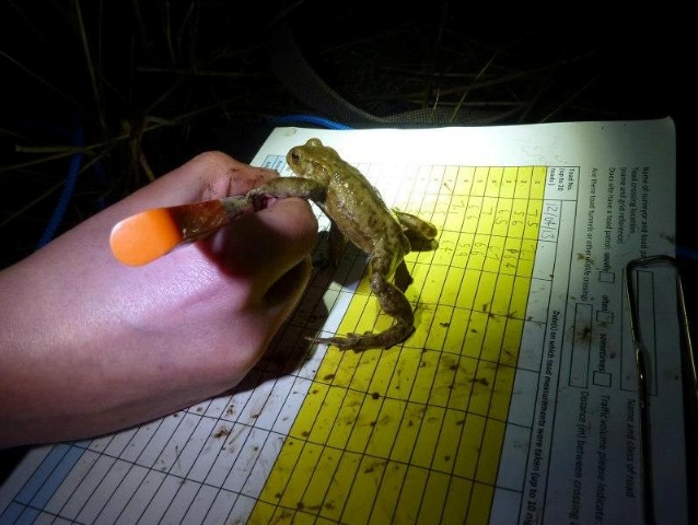 ToadSize recording copyright Emma Wallace