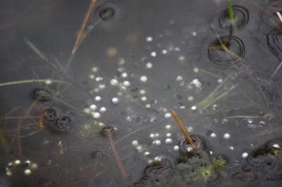 White_frogspawn