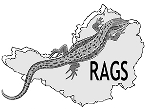 Rags logo Resized for website