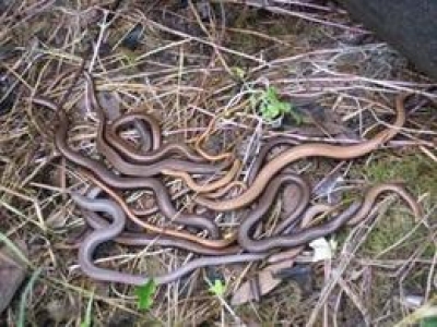 slow_worm_woolleybody