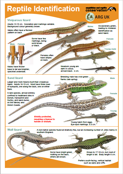 Reptile guide ARC + ARG UK 2019